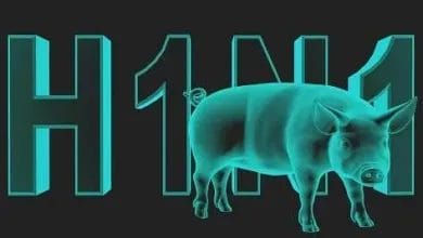 مرض انفلونزا الخنازير H1N1 يصل صنعاء