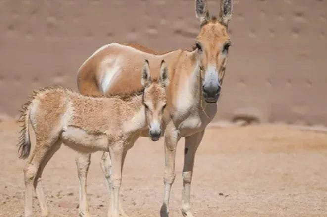الحمار البري يعود إلى محمية سعودية