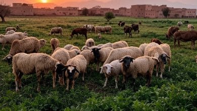 بسبب إرتفاع وإنعدام المواشي حقيقة إلغاء عيد الأضحى في المغرب