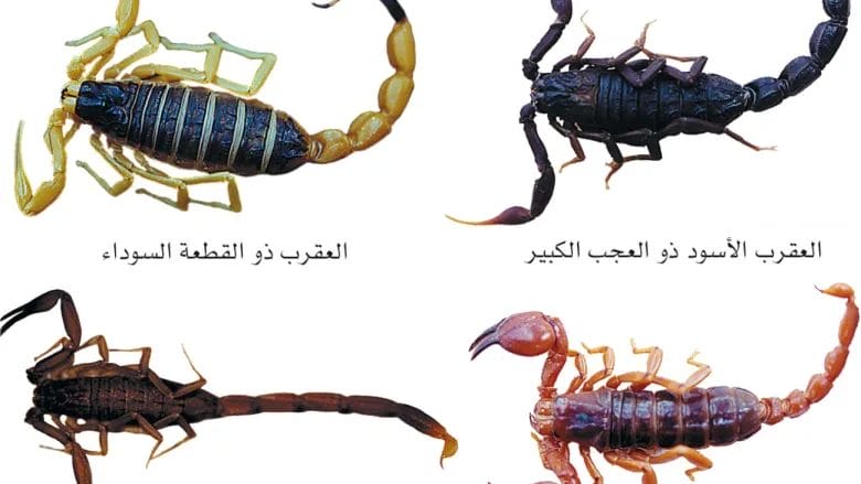 مفاجأة العقرب القرين وقصة وفاة عساف نجل يوشا عبدالعزيز 1 وفاة عساف نجل يوشا عبدالعزيز